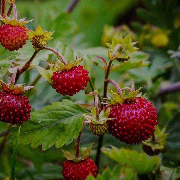 BerlinGreen - Wholesale Plant Seeds - wild strawberry1