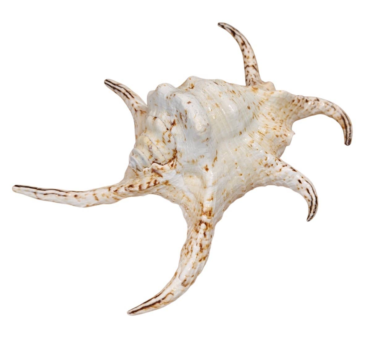 Product Import Holland - Wholesale Decorative Tabletop Object - Kempang - shell - decoration - coast - beach - unique - ocean4