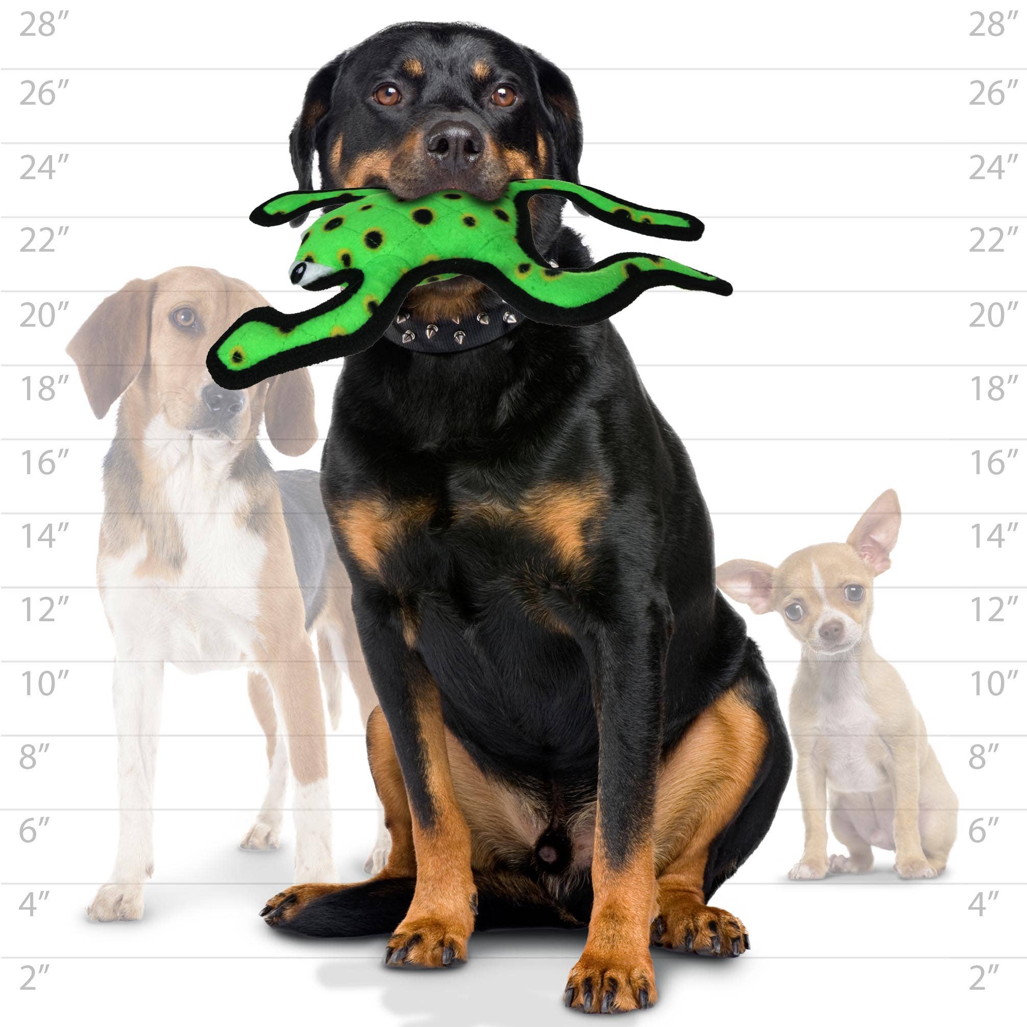 Tuffy Dog Toys - VIP Products - Venta al por mayor Juguete de goma - Perros - Juguete para perro Tuffy Desert Phrog saltarín, duradero y resistente con chirriador3