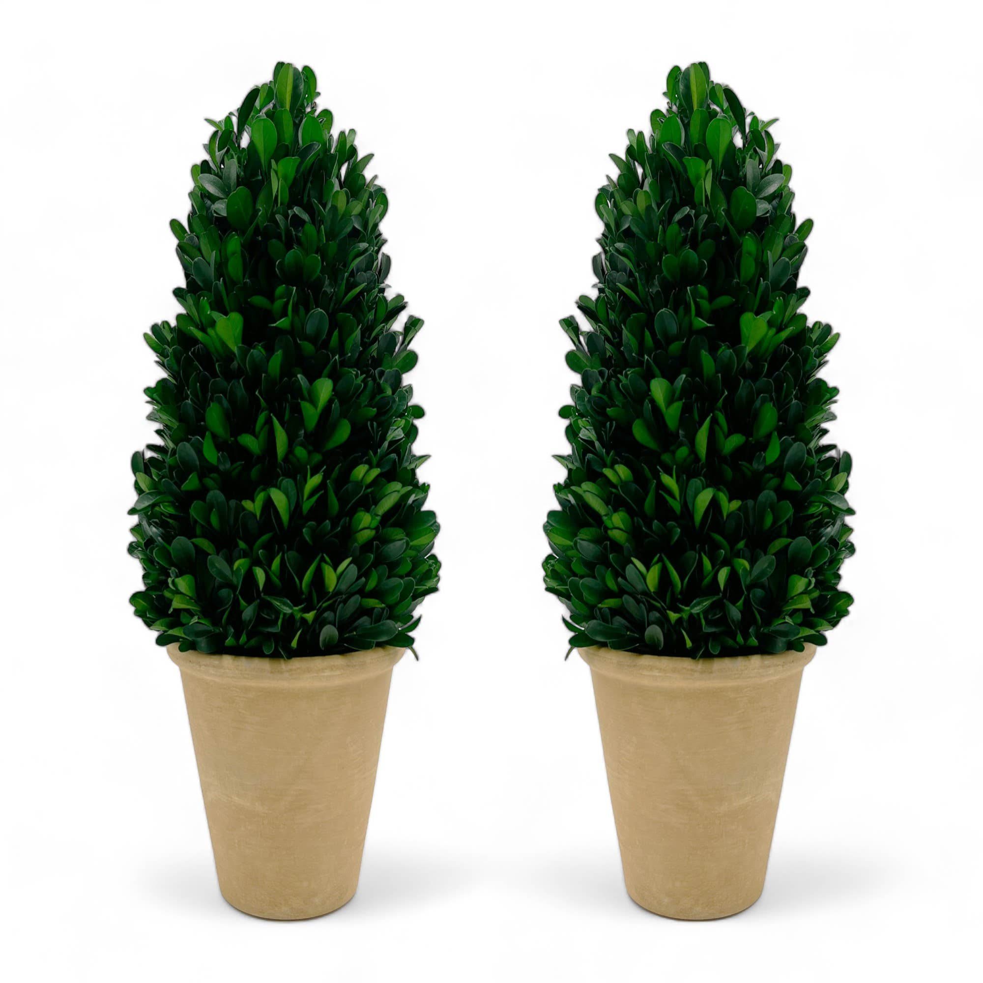 2626 Designs - Venta al por mayor Plantas artificiales - Planta topiaria preservada en forma de cono de boj verde de 16 pulgadas en maceta1