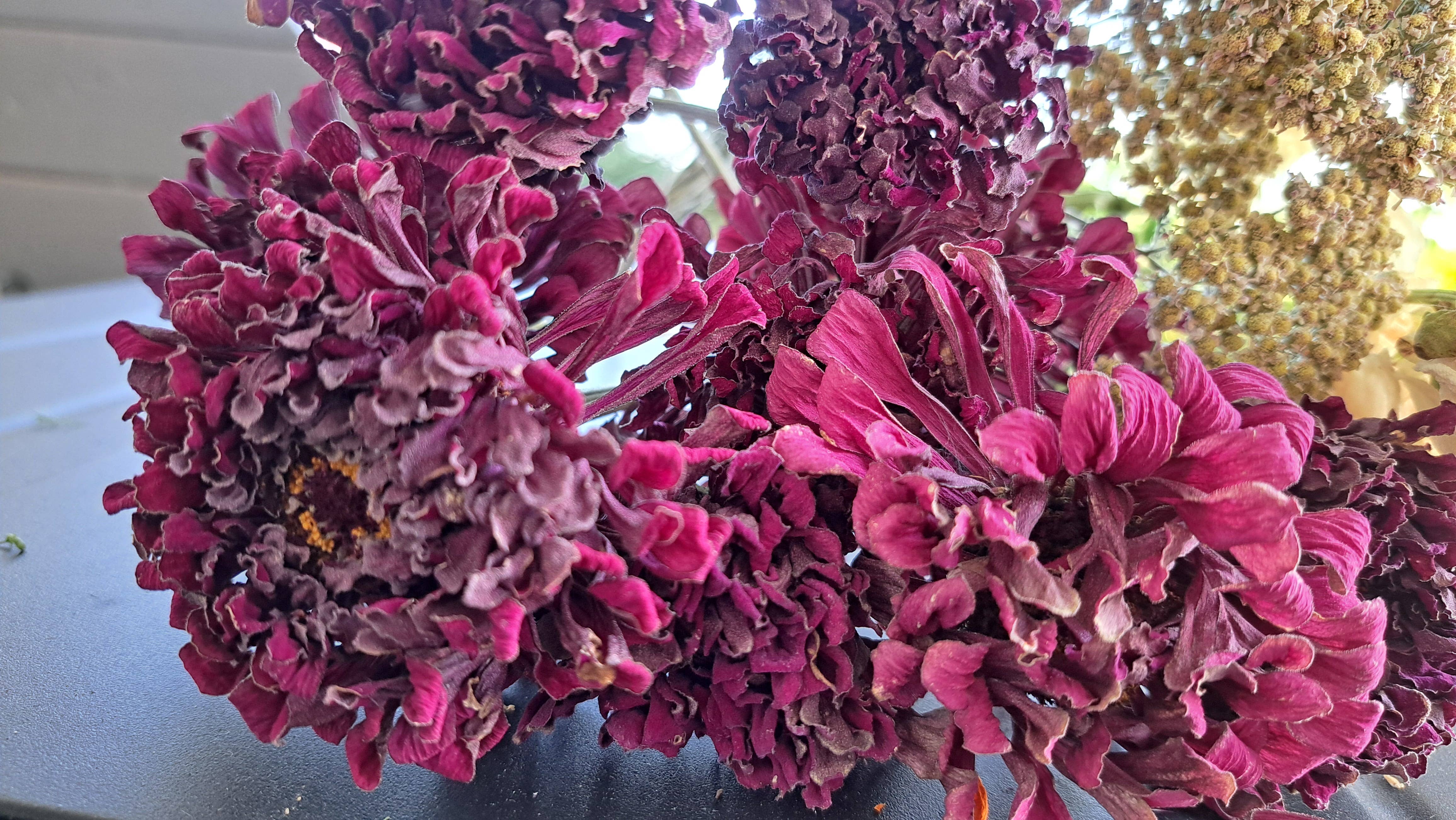 Fence Post Florals - Wholesale Gedroogde/geperste bloemen - Zinnia's2