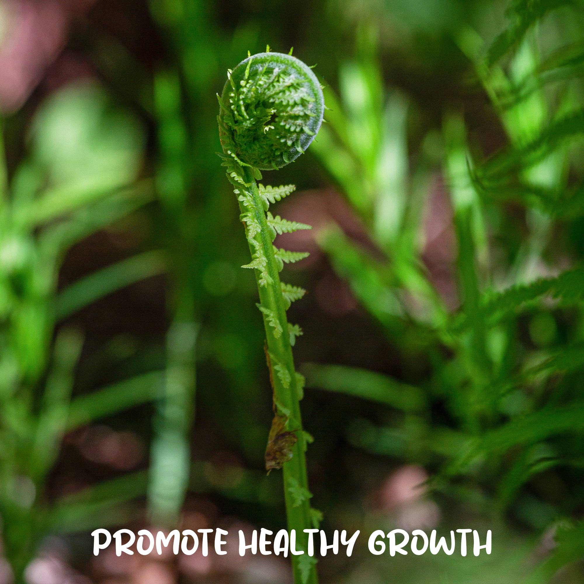 Kurated Korner - Wholesale Planting/Potting Soil - Soil Sunrise Fern Plant Potting Soil Mix4