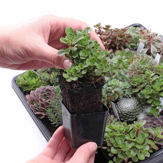 Mountain Crest Gardens - Wholesale Succulent - Hardy Outdoor Succulents 20-Pack (20 Varieties, 2" Pots)3