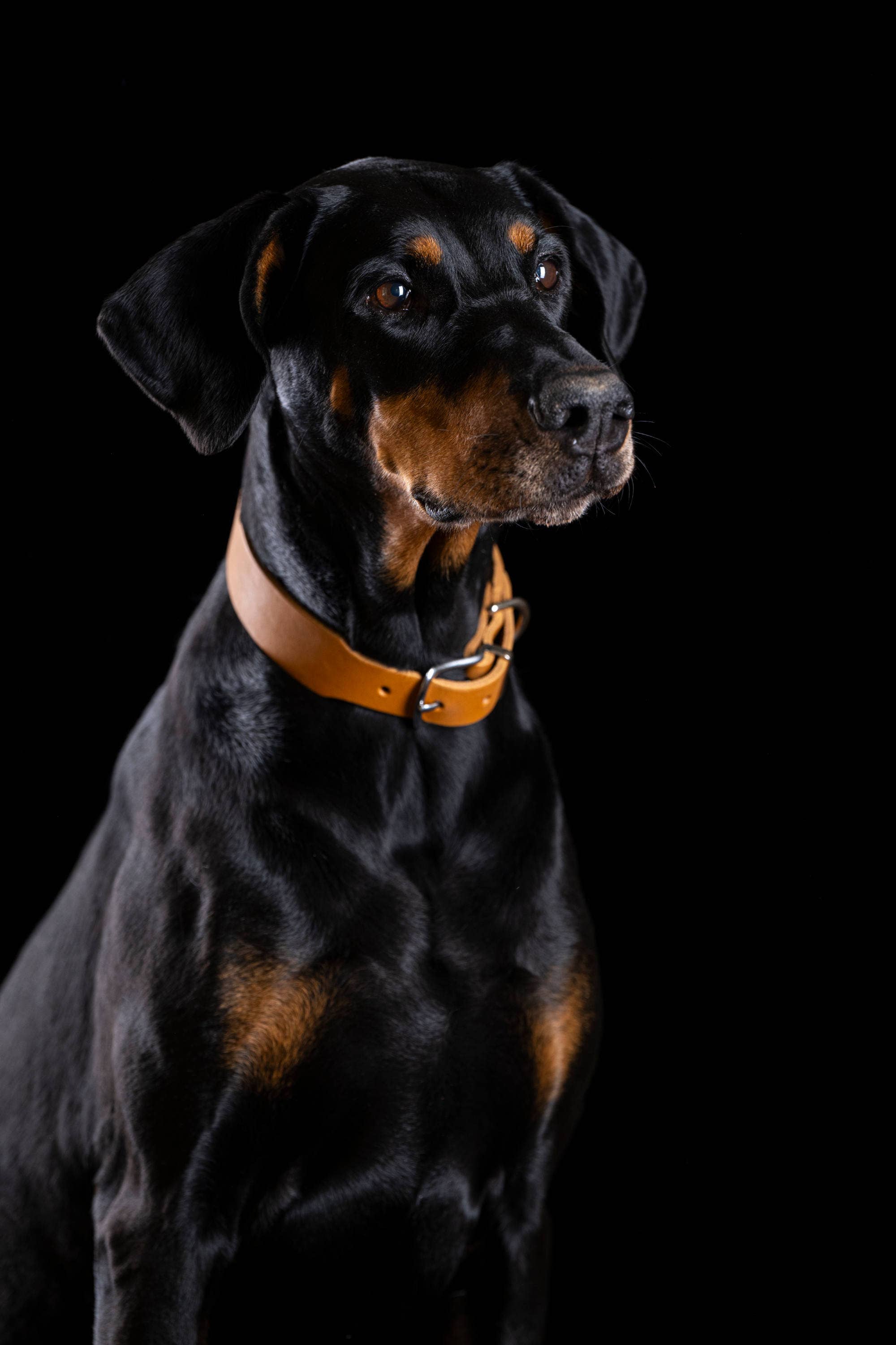 LABONI - Volentis GmbH - Vente Collier – chien - Collier pour chien GIRO en cuir souple à prise ferme26