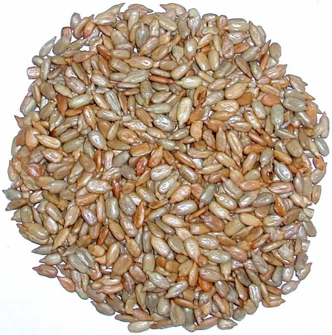 Good Sense Foods - Wholesale Nuts - Roasted No-Salt Sunflower Kernels (shelled sunflower seeds)1