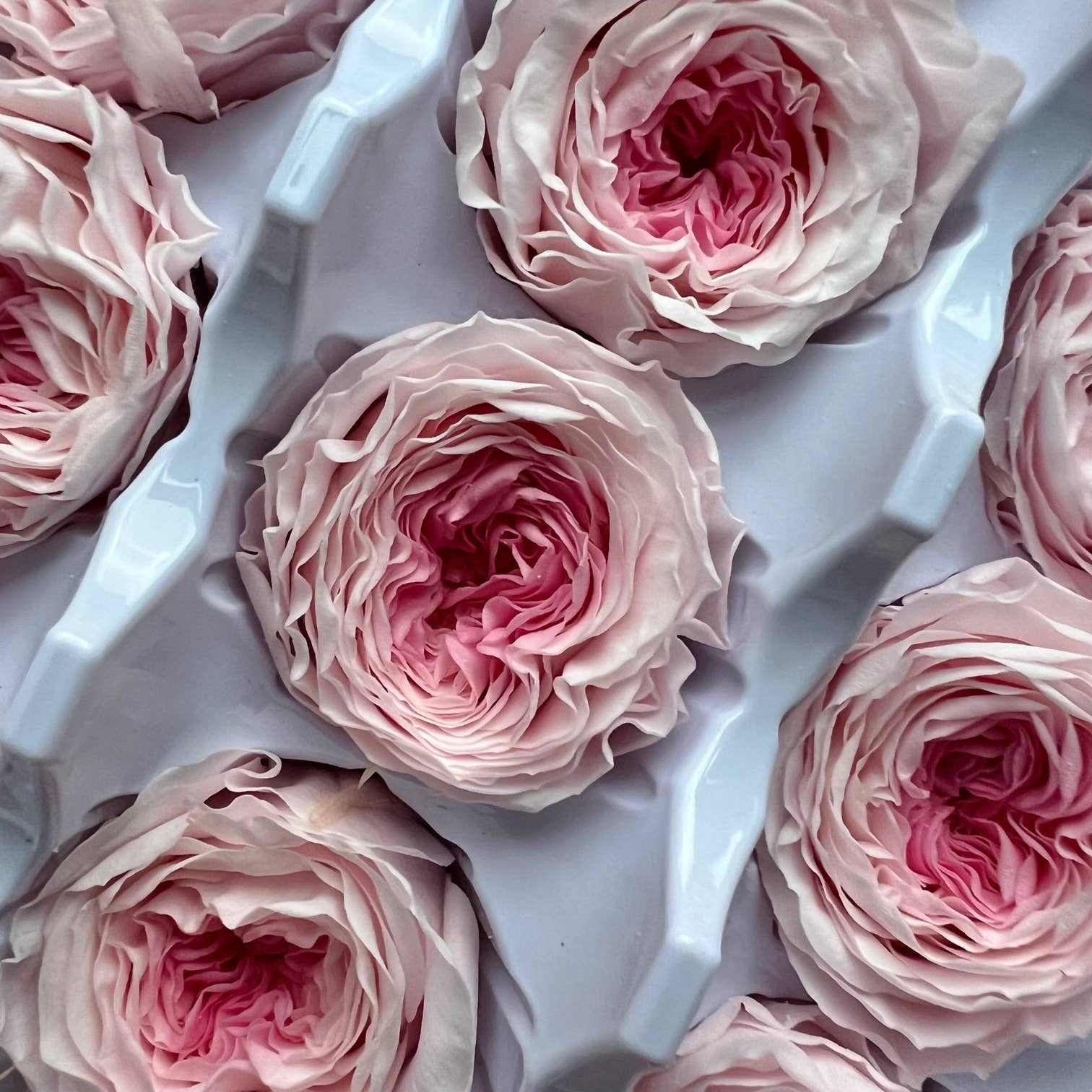 Flowery Work - Wholesale Dried/Pressed Flowers - 3 Colours Small Preserved Austin Rose single piece2