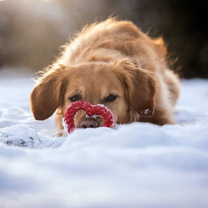 LABONI - Volentis GmbH - Vente Jouet en corde – chien - HERTHA HEART – Amour à mâcher13