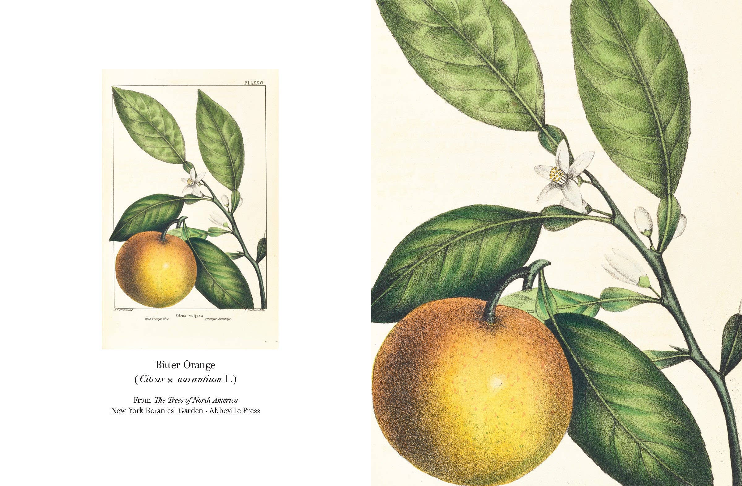 W. W. Norton - Wholesale Stationery/Notecard Set - The Trees of North America note cards2