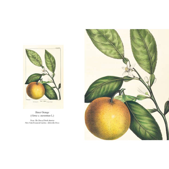 W. W. Norton - Wholesale Stationery/Notecard Set - The Trees of North America note cards2