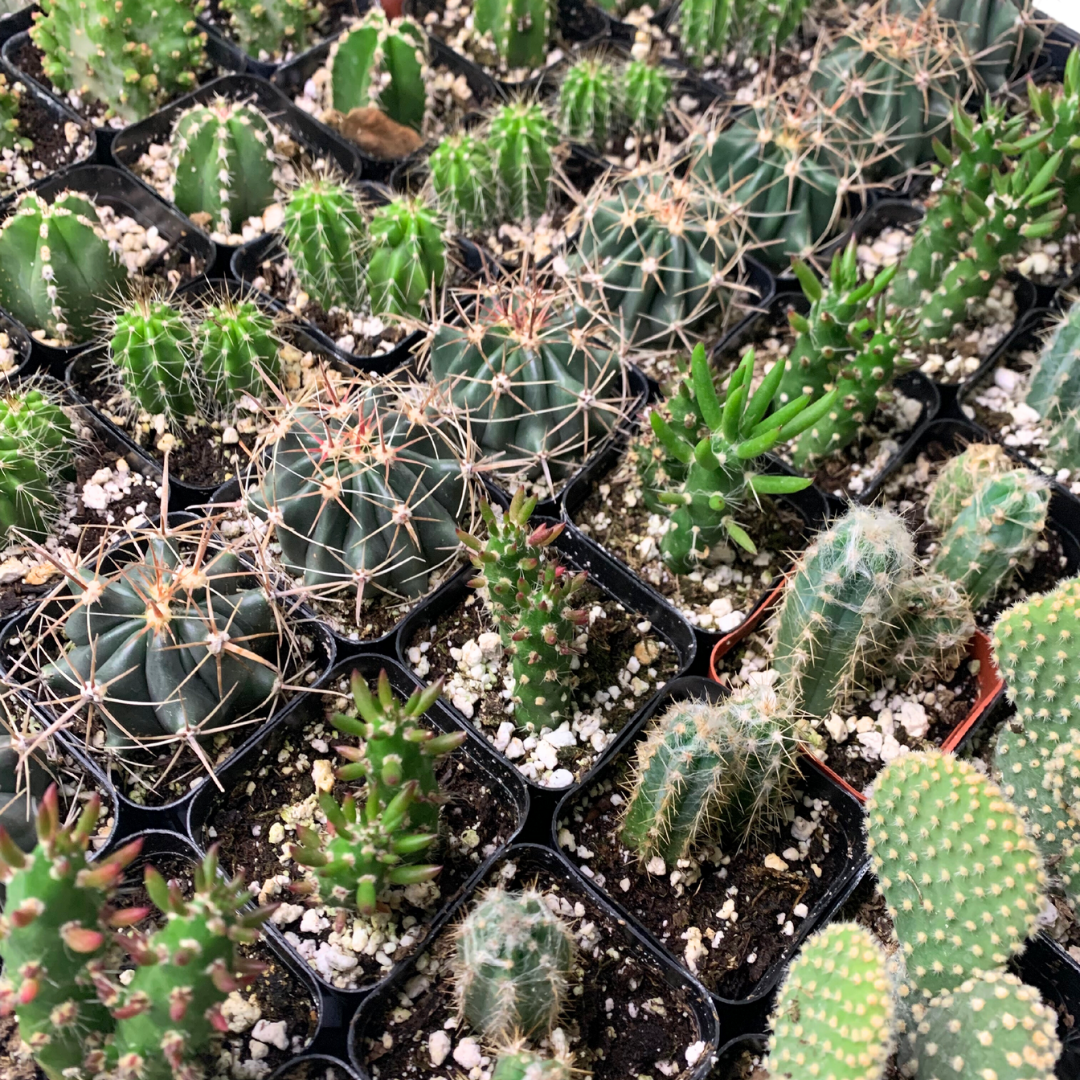 Flow State - Wholesale Live Plant - 2" Assorted Cactus – Wholesale Live Houseplant2