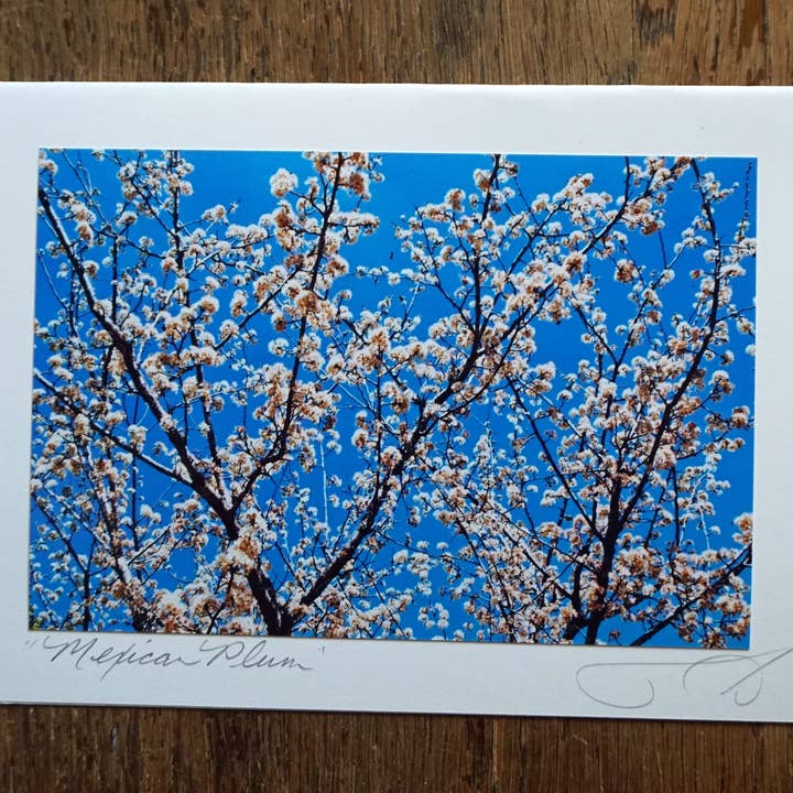 Ann Woodall Studios - Wholesale Gewone wenskaart - Mexicaanse pruim1