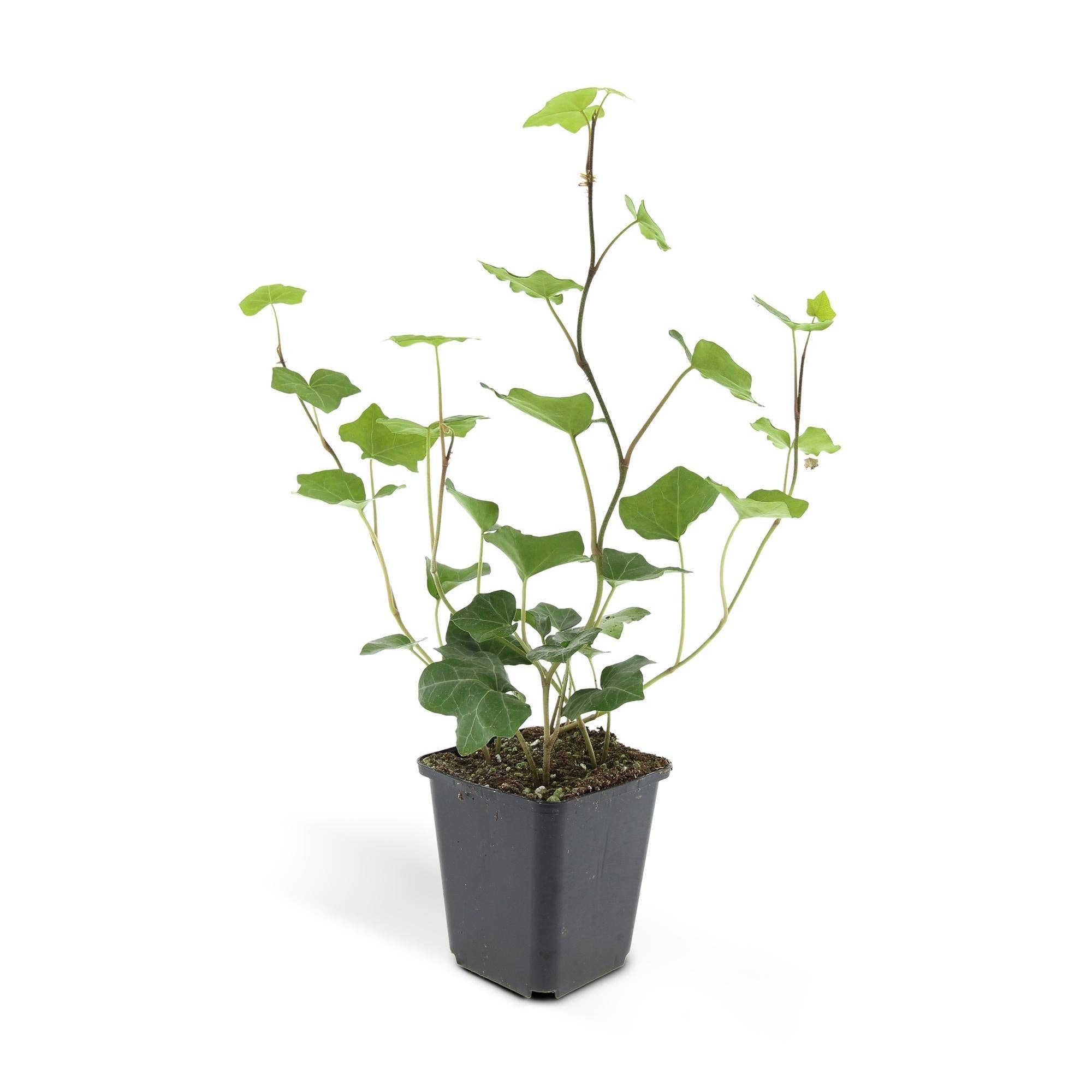 Oasis of Life - Vente Plante - Hedera hibernica – Lierre d'Irlande – 48 plantes – ↕10–25cm – Ø9cm – Grimpant & couvre-sol à feuilles persistantes – Pour haies, brise-vue & verdissement des surfaces – Résistant au froid & facile d'entretien2