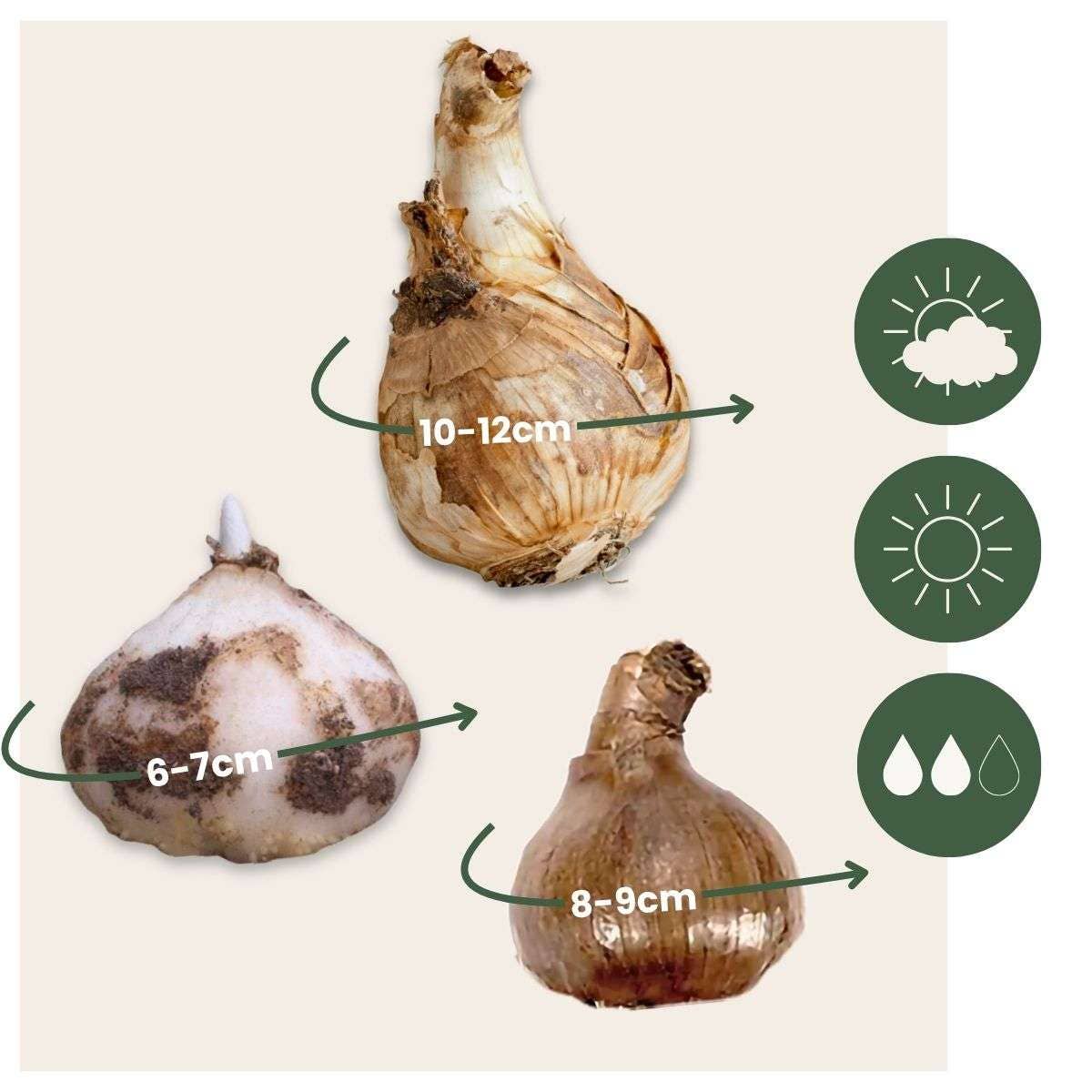 Oasis of Life - Vente Graines de plantes - Boîte de jardin humide – 30 bulbes pour emplacements humides et pluvieux – Mélange de Fritillaria Meleagris, Leucojum Aestivum & Narcissus Recurvus – Rustique, vivace & favorable aux insectes – Pour sols de jardin humides2