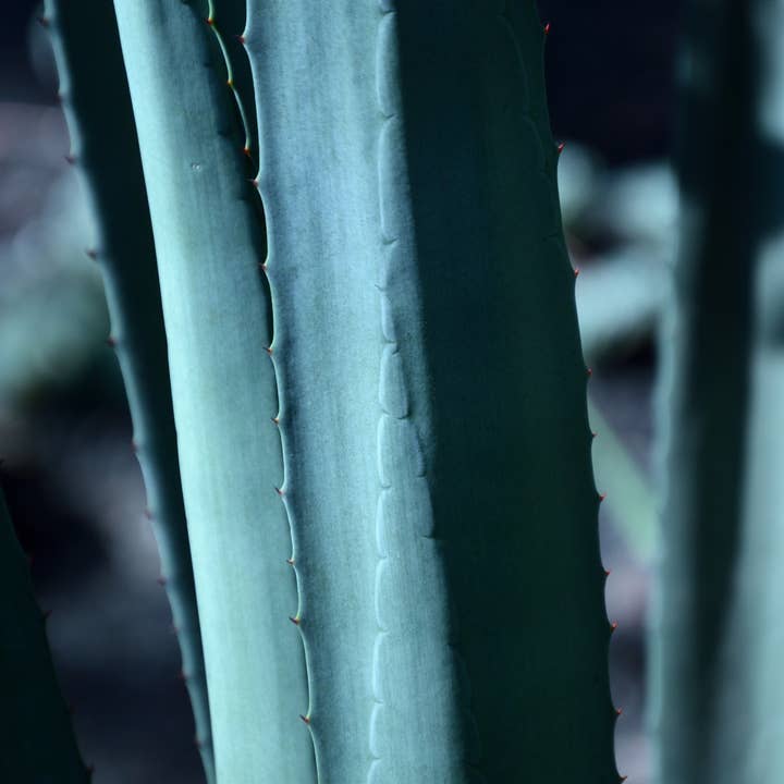 Slow Burn Lux - Vente Bougie en bocal - The Copenhagen 13 oz