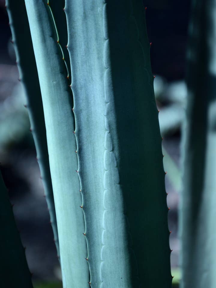 The Copenhagen 13oz for wholesale by Slow Burn Lux