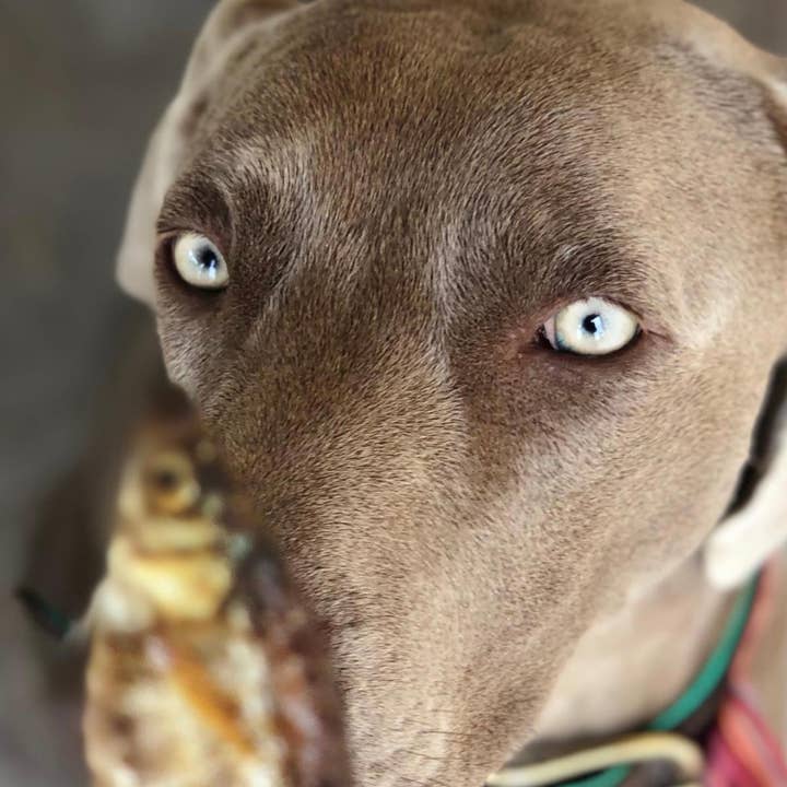 Cooka's Cookies - Wholesale Pet Biscuit - Dog - Gone Fishing - Air-dried fish6