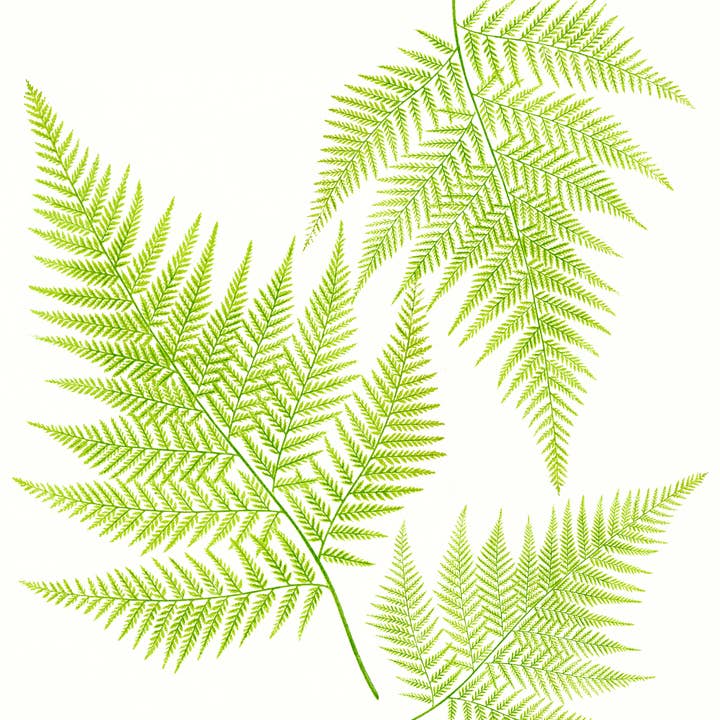 Toalla de mano Floral/Natural/Helecho Frágil Sureña/Blanco para venta al por mayor de Ox Bow Decor