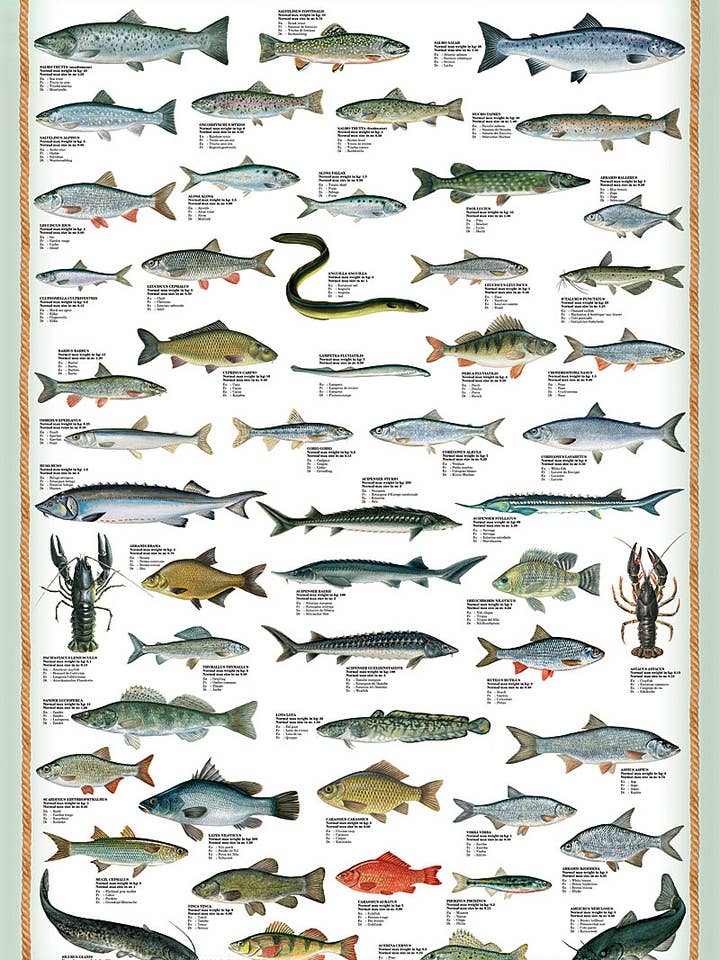 Lámina artística Peces de agua dulce 91,5 x 61 cm para venta al por mayor de Close Up GmbH