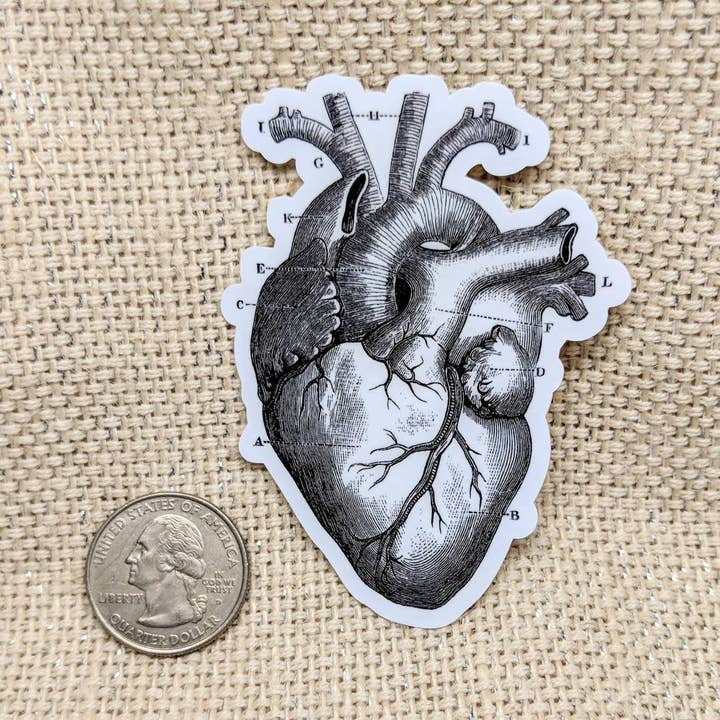 Anatomical Heart Sticker for wholesale by Iamsonotcool