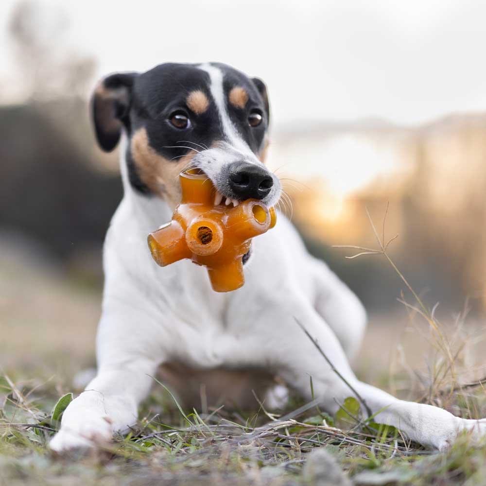 POCURULL SL (Retorn) - Wholesale Kauwspeeltje voor honden - Hond - Rub Free Jump speeltje voor honden7