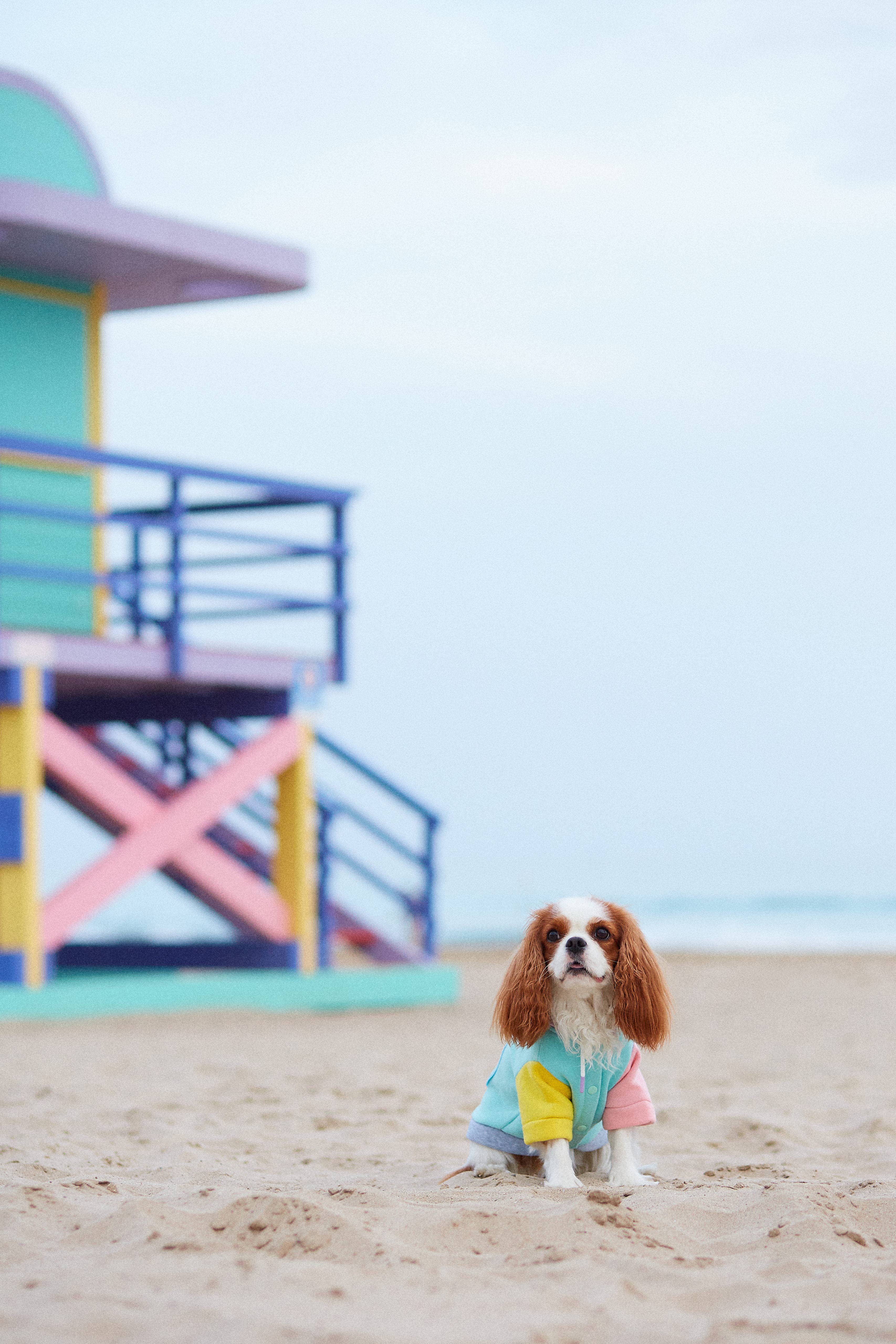 ARISTOPET - Wholesale Pet Hoodie - Dog - AUGUSTO AQUA HOODIE SWEATSHIRT15