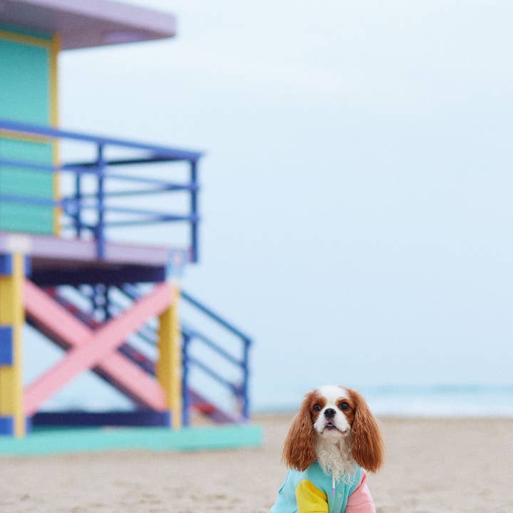 ARISTOPET - Wholesale Pet Hoodie - Dog - AUGUSTO AQUA HOODIE SWEATSHIRT15