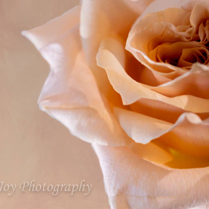 Peach Rose for wholesale by Erica Joy Photography