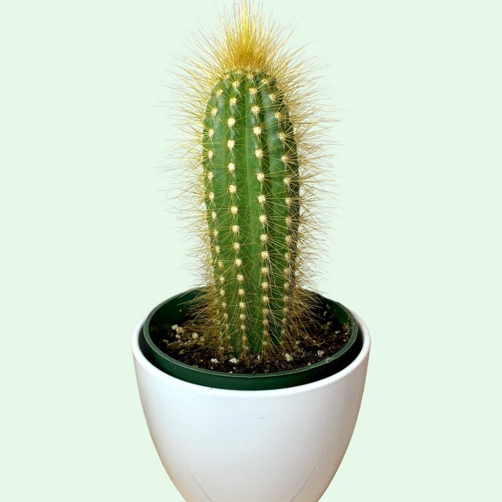 Cactus en ligne – wholesale Succulent – 2.5" Cactus4