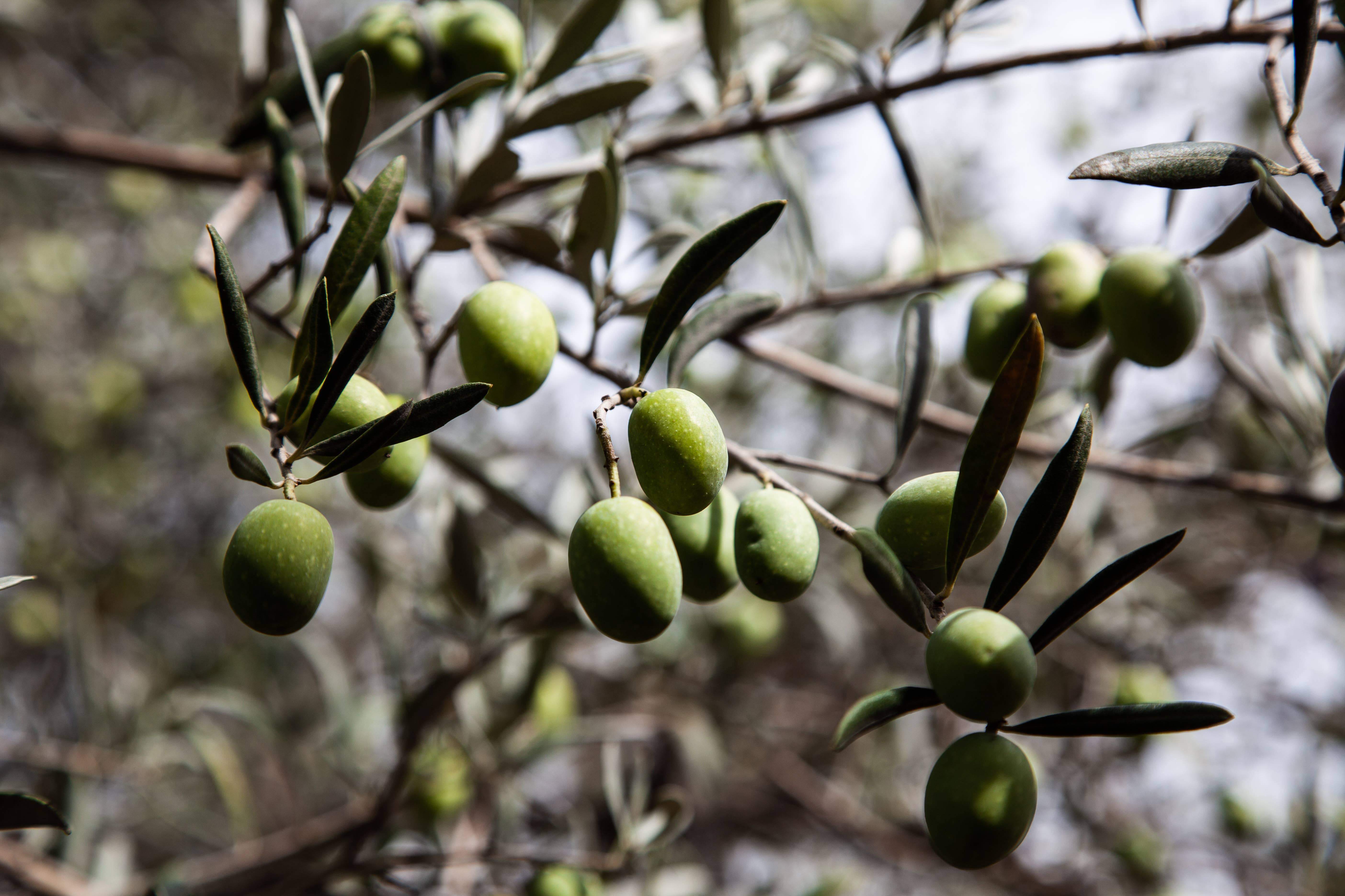 International Loft - Vente Huile d'olive - Huile d'olive extra vierge Zahara de Sicile, bouteille de 8,4 oz liq3