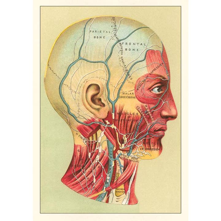 Found Image Press – Großhandel Briefpapier-/Postkarten-Set – Grußkarte AY-92 Knochen und Muskeln des Kopfes