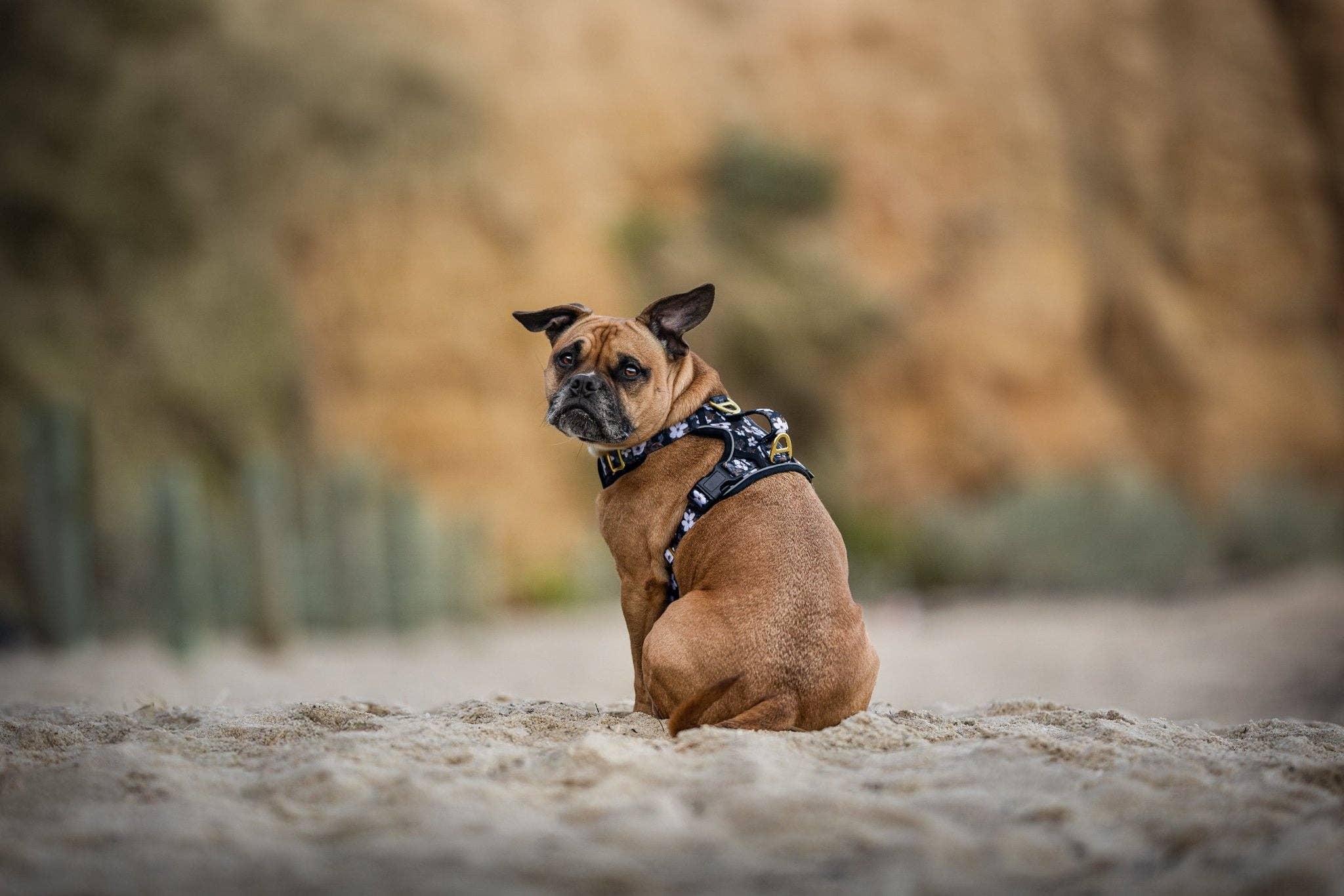 Dizzy Dog Collars - Wholesale Pet Harness - Dog - No Pull Dog Harness | Step in | Reflective | Heavy Duty | Easy Reach Handle | Midnight Cherry Blossoms13