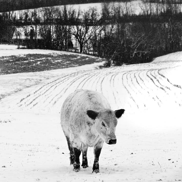 Opale pour la vente par Tommy's Print Shop