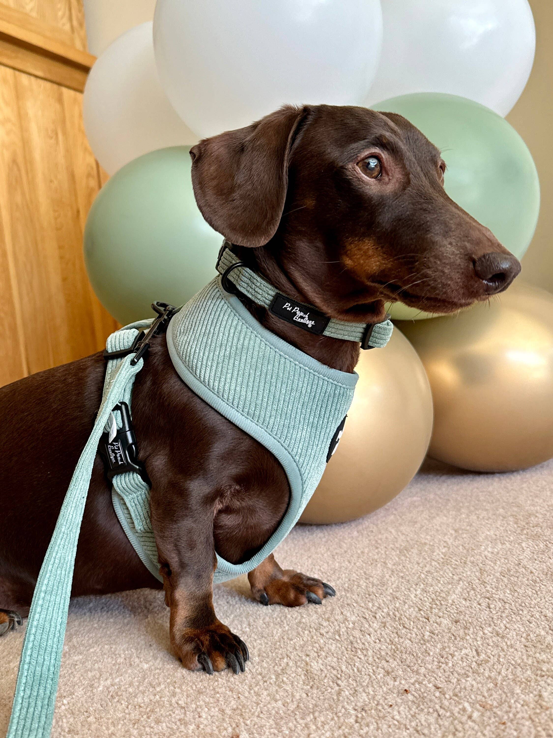 Pet Pooch Boutique – Engroshandel Kæledyrssele – Hund – Sage Green Cord hvalpesele XS-L (forår/blød)7