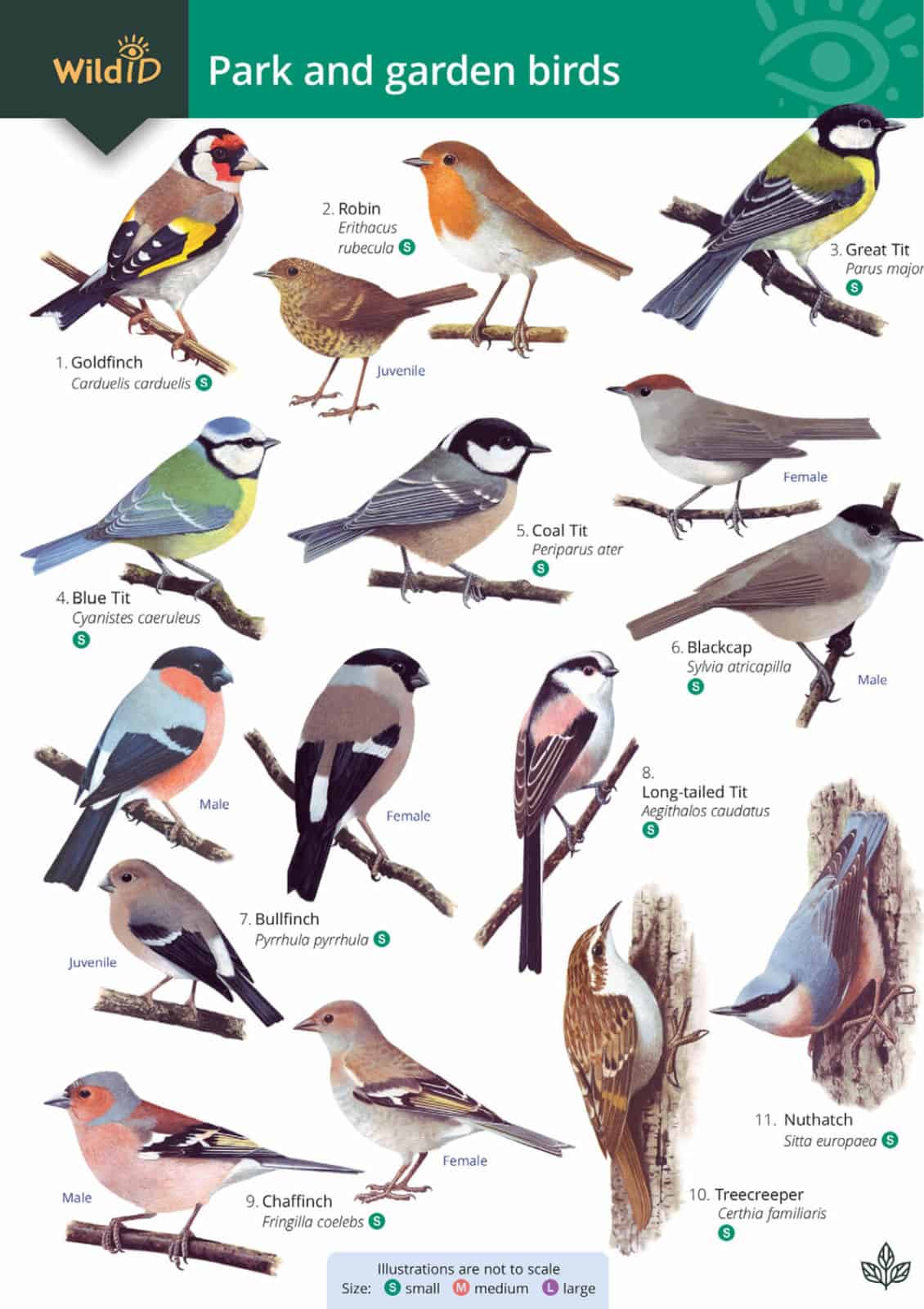 Green Feathers – wholesale Nature and outdoors – Park and Garden Birds Illustrated Chart0