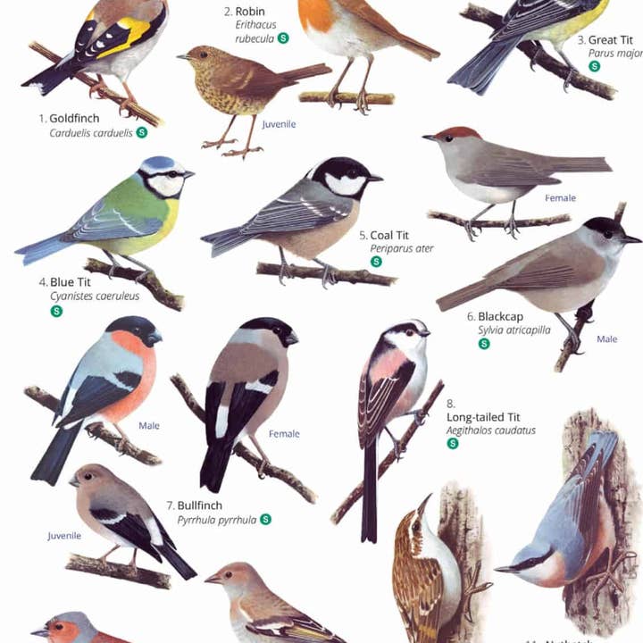 Green Feathers – wholesale Nature and outdoors – Park and Garden Birds Illustrated Chart