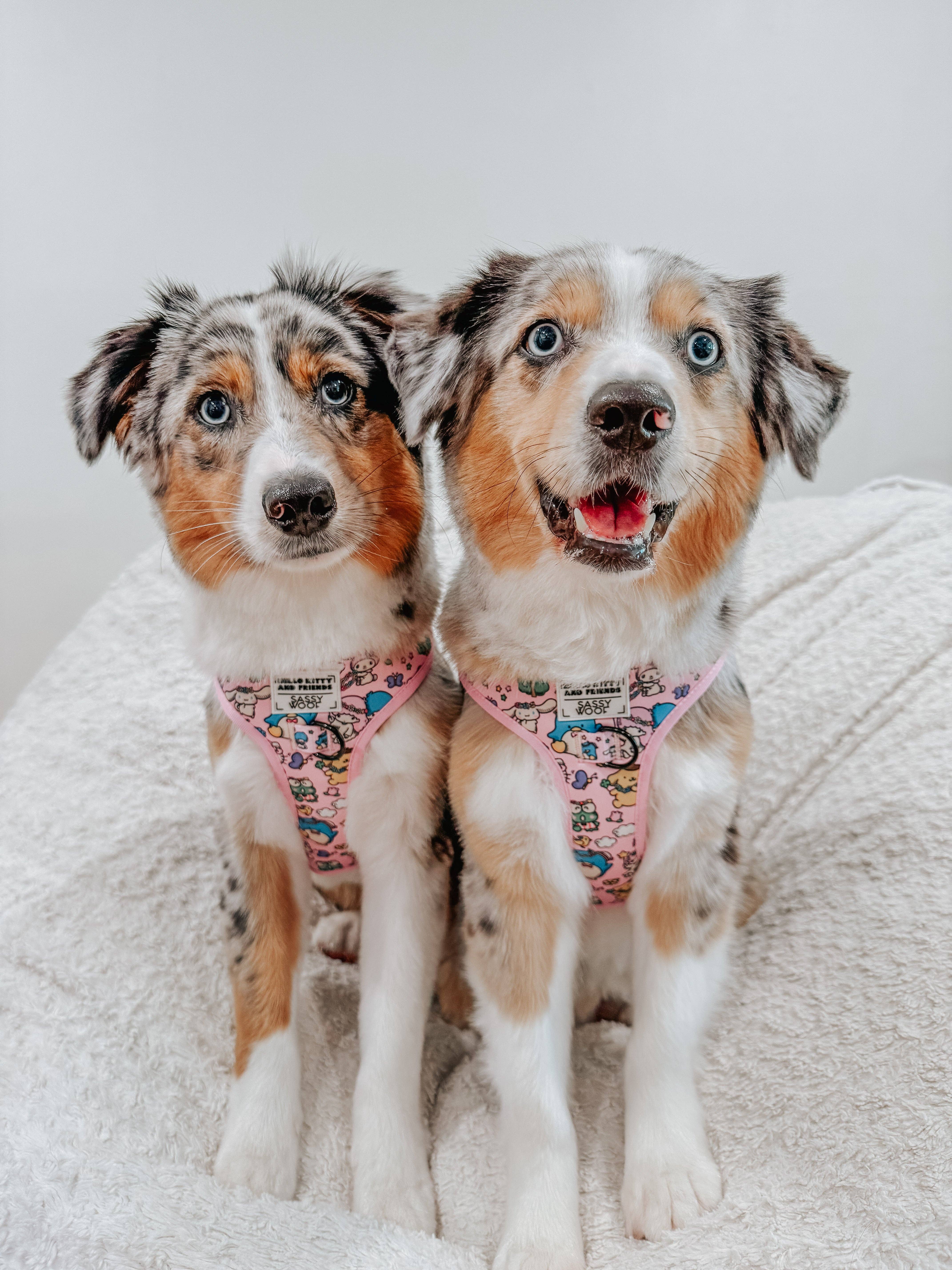 SASSY WOOF - Wholesale Pet Harness - Dog - Dog Adjustable Harness - Hello Kitty® & Friends Flower Festival5