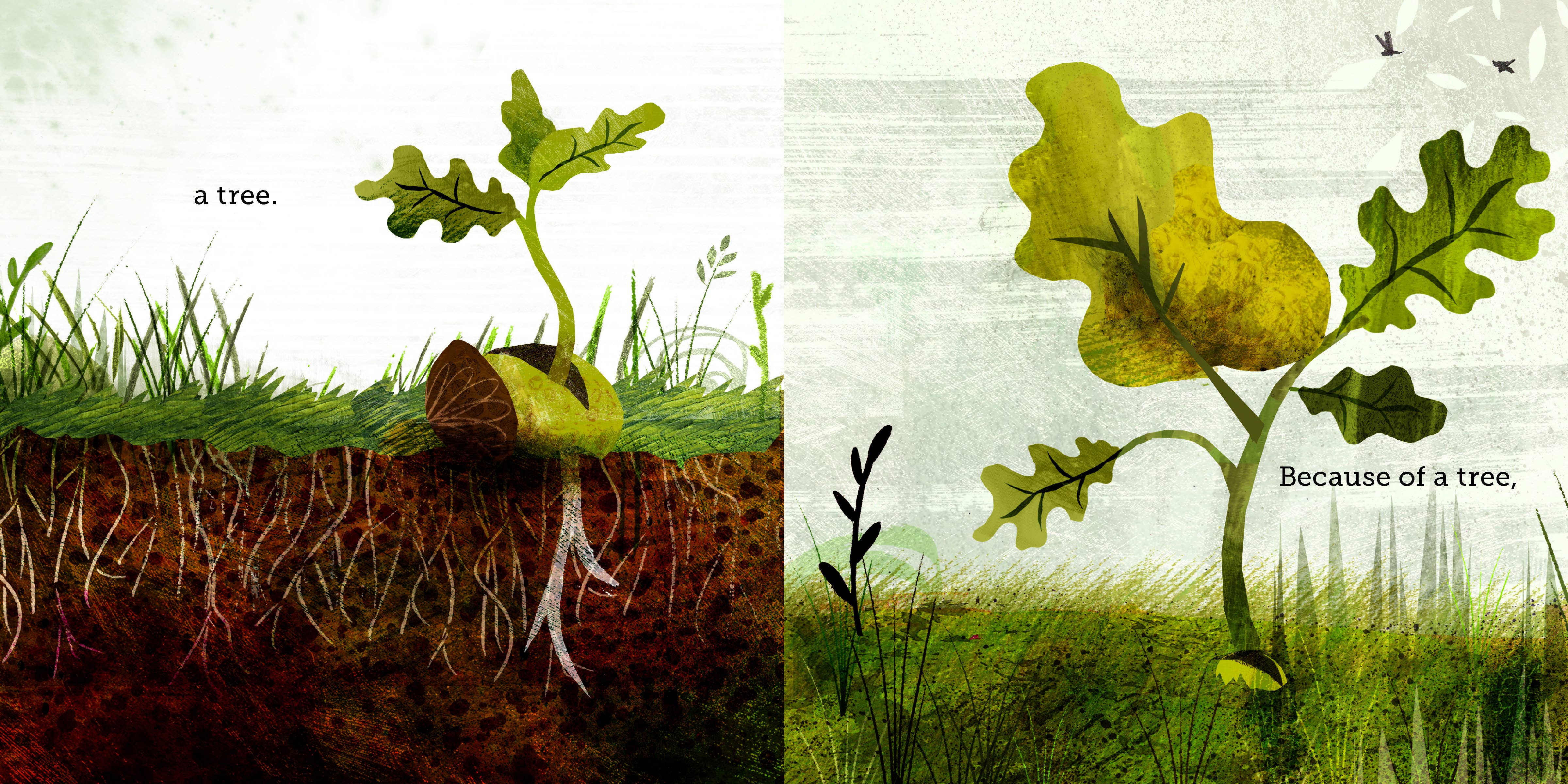 Chronicle Books - Wholesale Preschool Book (3-5) - Because of an Acorn3