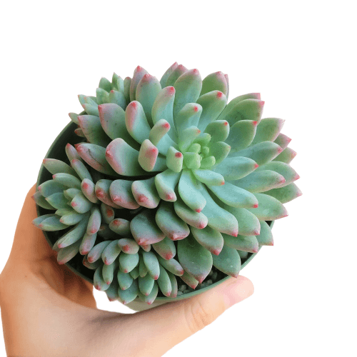 Best Plant Friend - Wholesale Succulent - Echeveria Sedeveria Blue Elf - 2in/4in Live Succulent Plant8