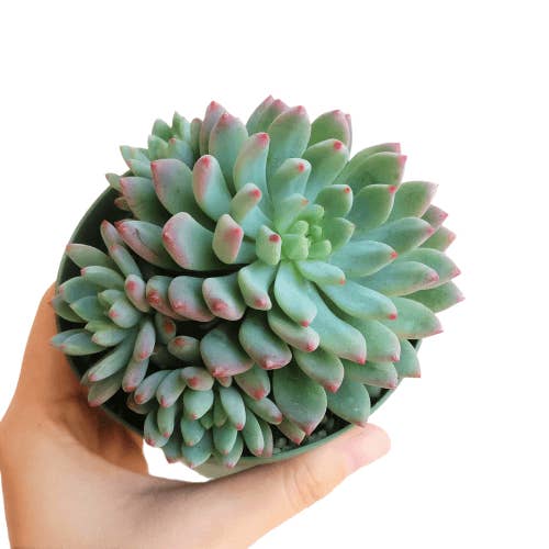 Best Plant Friend - Wholesale Succulent - Echeveria Sedeveria Blue Elf - 2in/4in Live Succulent Plant8