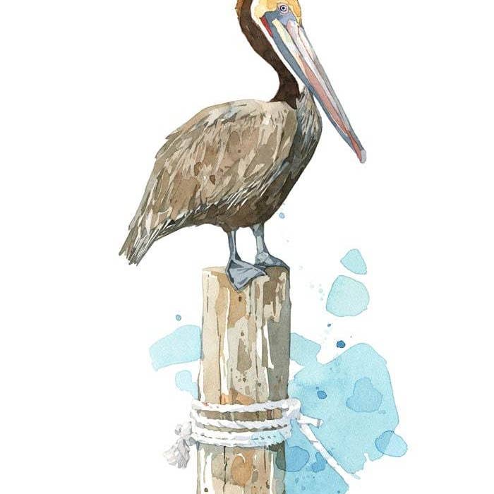 Studio Tuesday - Wholesale Art Print - Pelican Watercolor Art Print, Nautical Bird Painting1