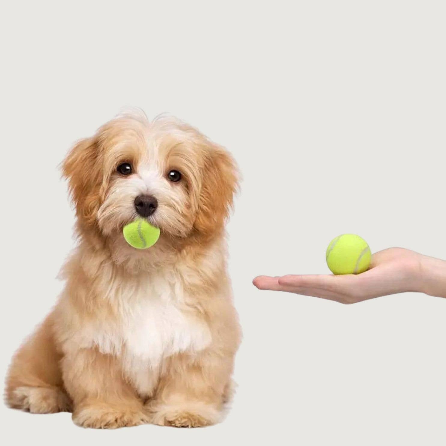 a sunny day - Wholesale Pet Toy - Dog - Automatic ball launcher for dogs - dog toys5