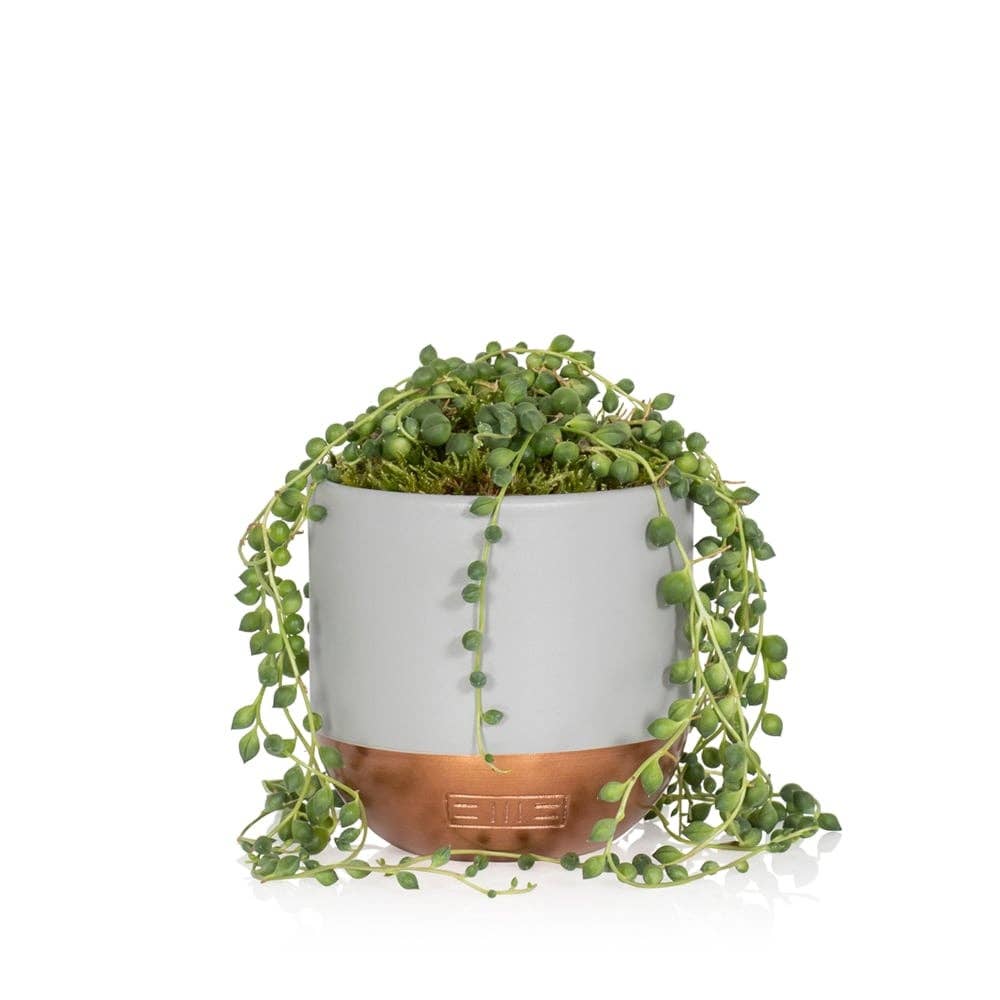 The Little Botanical - Wholesale Live Plant - String of Pearls in grey/copper pot1