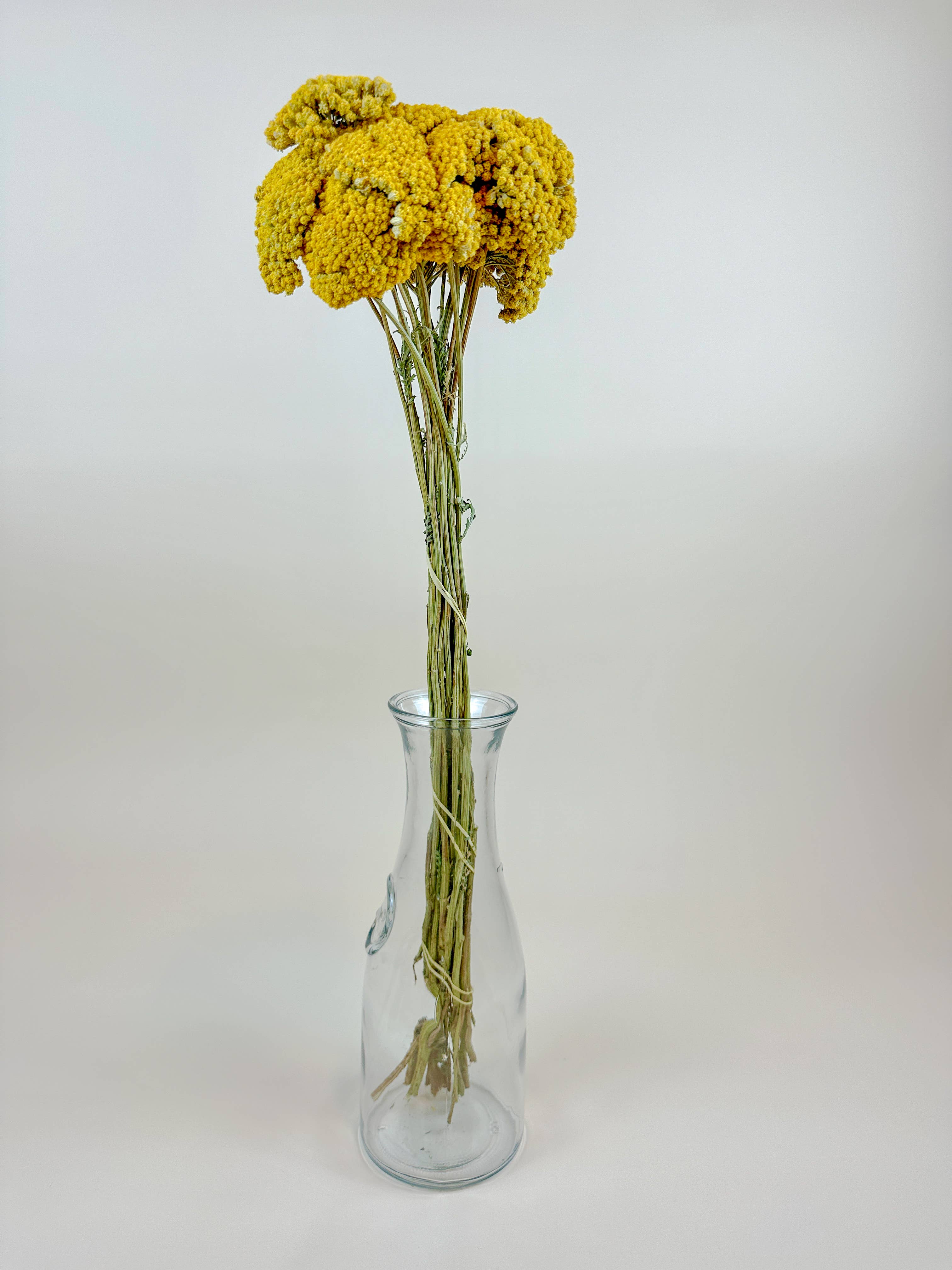 Lovejoy Farms Premium Dried Flowers – Flores secas/prensadas por atacado – Mil-Folhas Amarelo (Achillea Dourado) – Naturalmente Seco (20 Hastes)2