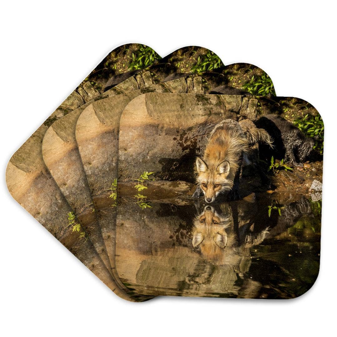 3dRose - Wholesale Coasters - 3dRose, Pine County. Captive red fox drinking. , Coaster7