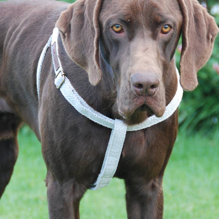 Cork Harness for wholesale by Ladran Gaucho