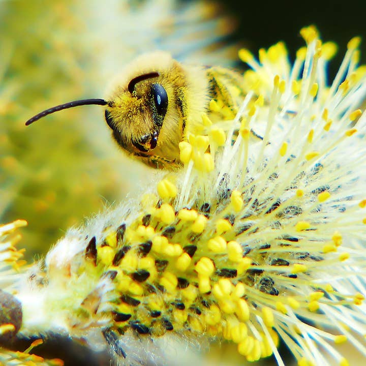 Kind to Bee - Wholesale Honey - Raw Willow Honey, Cruelty-Free, Monofloral, glass jar1