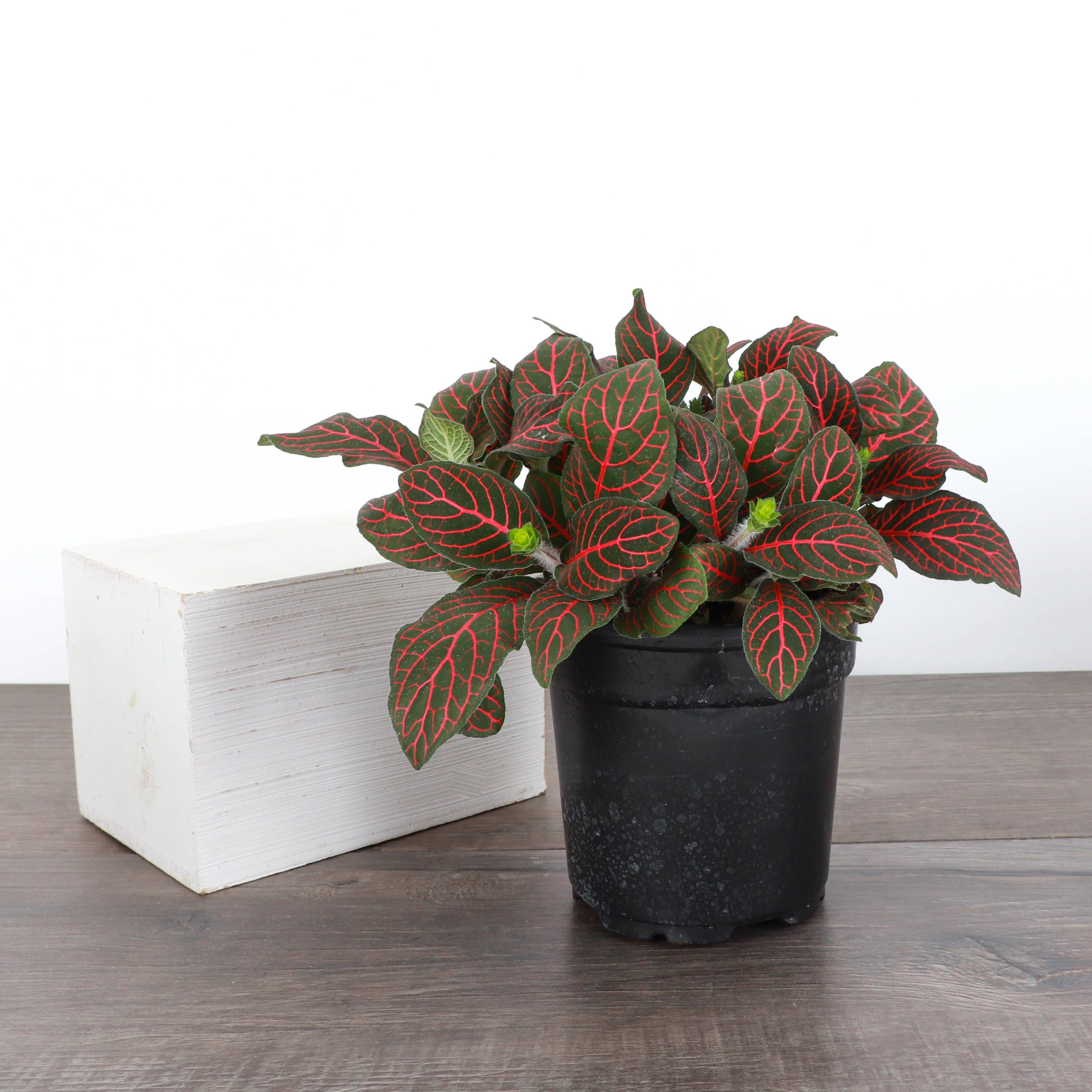 Thorsen's Greenhouse - Wholesale Live Plant - Red Fittonia Nerve Plant - Live Plant3