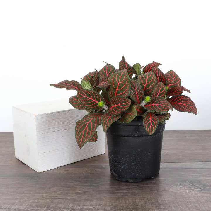 Thorsen's Greenhouse - Wholesale Live Plant - Red Fittonia Nerve Plant - Live Plant3