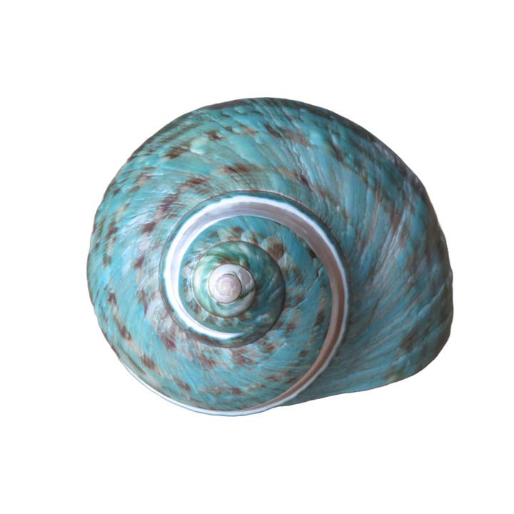 Product Import Holland – wholesale Dekorativt bordsobjekt – Turbo Poleng - snäcka - dekoration - strand - unik - beach