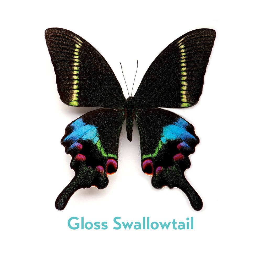 Pomegranate - Wholesale Brain Game - Kids - Christopher Marley’s Incredible Insects Memory Game4